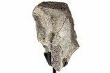 Fossil Sauropod Vertebra Section with Metal Stand - Colorado #350615-1